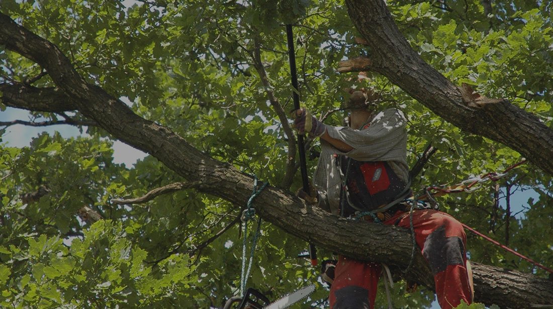 Treeman Services Inc.: Tree cabling and bracing in Fishkill, Poughkeepsie and Wappingers Falls