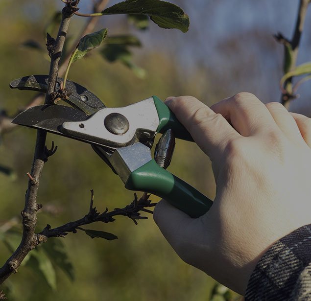 Treeman Services Inc.: Tree pruning in Fishkill, Poughkeepsie and Wappingers Falls